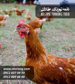 مرغ محلی 40 روزه